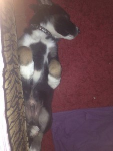 Отдам юного друга в заботливые руки - g8gZSKyqNtQ.jpg