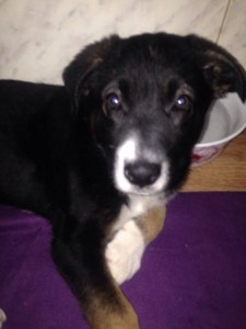 Отдам юного друга в заботливые руки - ZkoeEsEuJv0.jpg