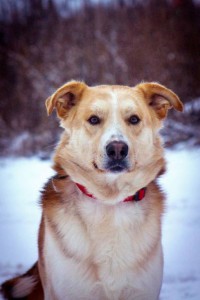 Москва и МО Ищет дом удивительный пес Берт  - 1.jpg