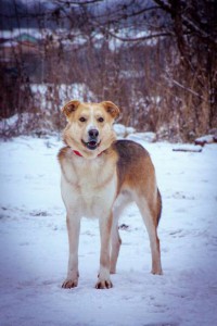 Москва и МО Ищет дом удивительный пес Берт  - 2.jpg