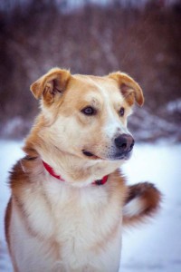 Москва и МО Ищет дом удивительный пес Берт  - 5.jpg