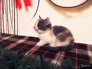 Отдам бесплатно Шотландскую вислоухую кошечку - 2146825642.jpg