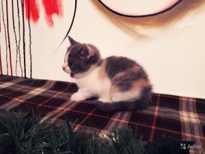 Отдам бесплатно Шотландскую вислоухую кошечку - 2146825763.jpg