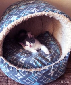 Отдам бесплатно Шотландскую вислоухую кошечку - 2146826025.jpg