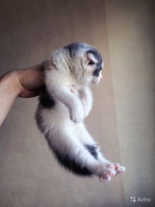 Отдам бесплатно Шотландскую вислоухую кошечку - 2146830740.jpg