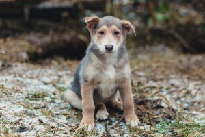 Москва и МО Голубоглазые щенки необычных окрасов  - 3_Смузи.jpg