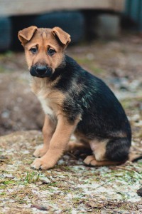 Москва и МО Голубоглазые щенки необычных окрасов  - 4_Тирамису.jpg