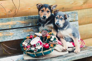 Москва и МО Голубоглазые щенки необычных окрасов  - 5_Суфле и Пончик.jpg