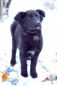 Москва и МО У Хайди в крови был почти Ньюфаундленд - 2.jpg