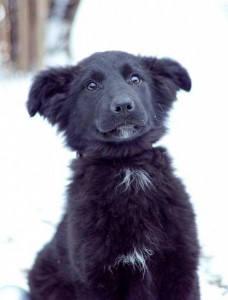 Москва и МО У Хайди в крови был почти Ньюфаундленд - 3.jpg