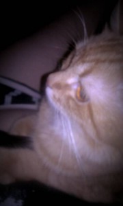 Отдам Персея срочно , исключительно в добрые и любящие руки  - QNxGg7OycRI.jpg