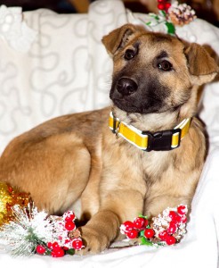 Москва и МО Щенок Данди в поисках семьи  - 1.jpg