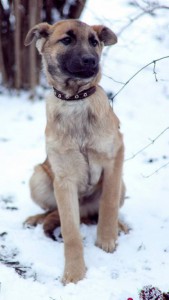 Москва и МО Щенок Данди в поисках семьи  - 2.jpg