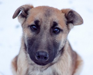 Москва и МО Щенок Данди в поисках семьи  - 3.jpg