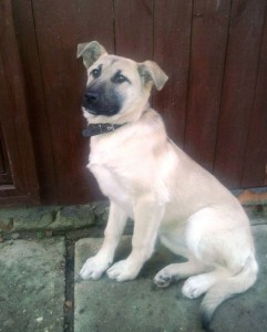 Москва и МО Щеночек- девочка по имени Лайма ищет маму-папу  - 1.jpg