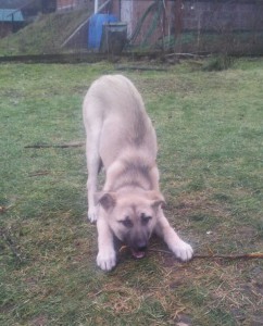 Москва и МО Щеночек- девочка по имени Лайма ищет маму-папу  - 3.jpg