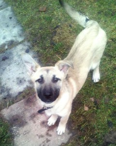 Москва и МО Щеночек- девочка по имени Лайма ищет маму-папу  - 4.jpg