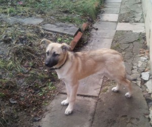 Москва и МО Щеночек- девочка по имени Лайма ищет маму-папу  - 5.jpg