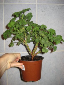 отдам Каланхое 3 горшка, королевскую Герань - IMG_1068.JPG