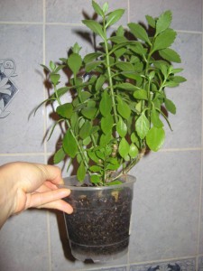 отдам Каланхое 3 горшка, королевскую Герань - IMG_1069.JPG