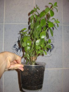 отдам Каланхое 3 горшка, королевскую Герань - IMG_1070.JPG