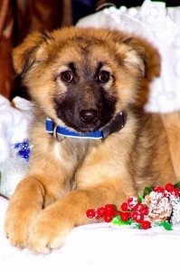 Москва и МО Щенок-девочка Синди очень ждет чудо  - 1.jpg