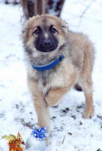 Москва и МО Щенок-девочка Синди очень ждет чудо  - 2.jpg