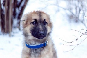 Москва и МО Щенок-девочка Синди очень ждет чудо  - 3.jpg