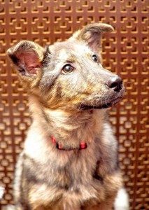 Москва и МО Угостите плюшевую Молли своим оливье  - 1.jpg