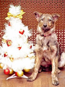 Москва и МО Угостите плюшевую Молли своим оливье  - 2.jpg