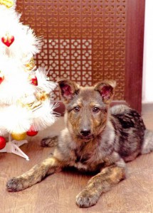 Москва и МО Угостите плюшевую Молли своим оливье  - 4.jpg