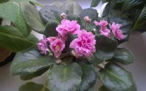 Приму в дар фиалки. - WP_20151017_09_19_33_Pro.jpg