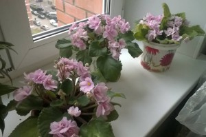 Приму в дар фиалки. - WP_20151017_09_19_39_Pro.jpg