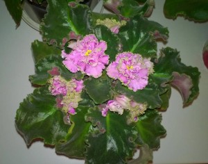 Приму в дар фиалки. - WP_20151112_17_32_51_Pro.jpg