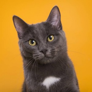 Красавица Сью ищет семью В дар  - 1463 — копия.jpg