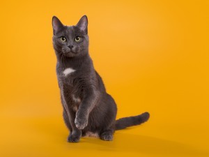 Красавица Сью ищет семью В дар  - 1466 — копия.jpg