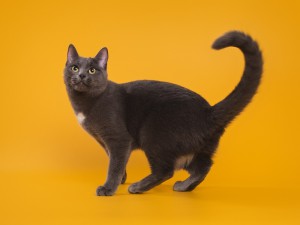 Красавица Сью ищет семью В дар  - 1544 — копия.jpg