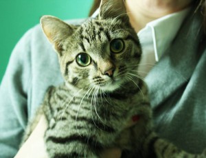 Ласковый котик ищет дом - котик 1.jpg