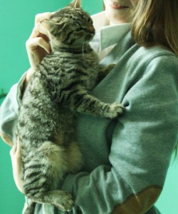 Ласковый котик ищет дом - котик2.jpg