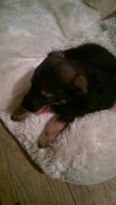 Щеночек 1,5 месяца. - ifZekUSrLRk.jpg