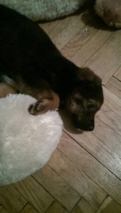 Щеночек 1,5 месяца. - LPDFAOaobSE.jpg