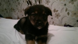 Щеночек 1,5 месяца. - nakRi9ru5Sc.jpg