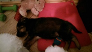 Щеночек 1,5 месяца. - Pafx6JBgGHM.jpg