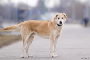 Сильный и отважный Рэм, в добрые руки  - eec26acd2f34.jpg