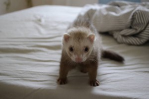 примем в дар хорька - thumb__DSC0375_1024.jpg