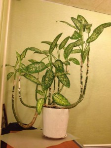 Диффенбахия - IMG_3476.jpg