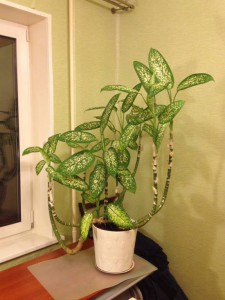 Диффенбахия - IMG_3479.jpg