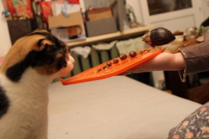 Отдаю улитят-ахатин - IMG_5442.JPG