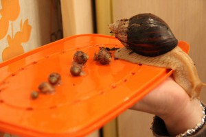 Отдаю улитят-ахатин - IMG_5436.JPG