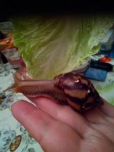 Отдам в добрые руки молодь улитки Ахатина - IMG_20160111_002320.jpg